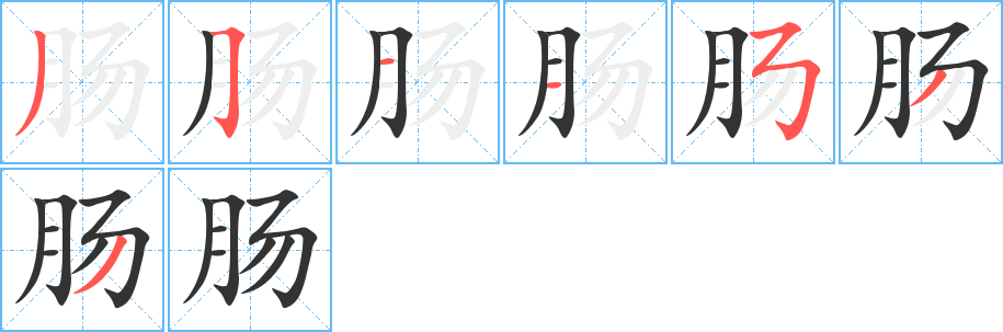 肠字的笔顺分布演示