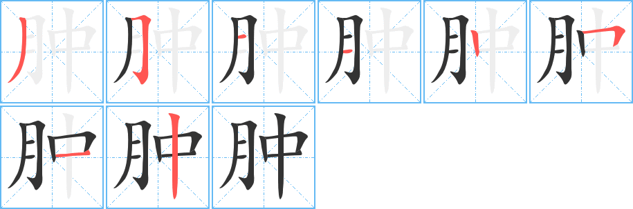 肿字的笔顺分布演示