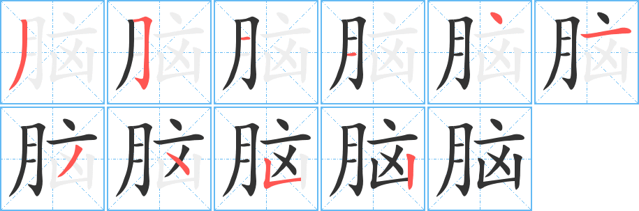 脑字的笔顺分布演示